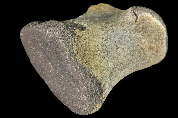 Fossil Hadrosaur Phalange - Alberta (Disposition #-) #134468